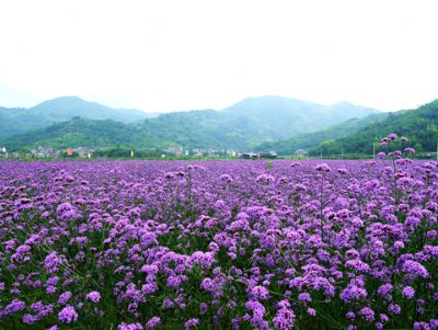 马鞭草花海