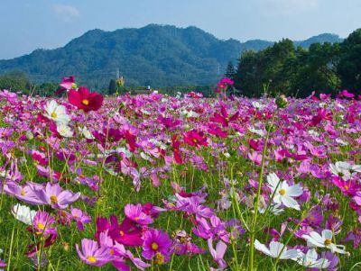 波斯菊花海