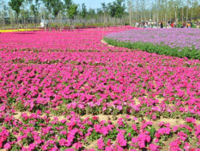 矮牵牛花海